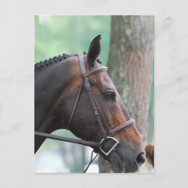 Carte postale Tacked Dark Bay Horse (Devant)