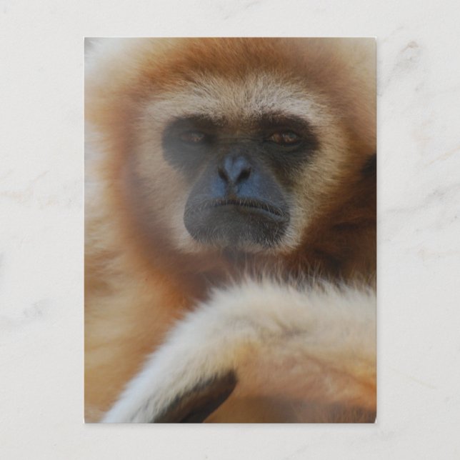 Carte postale Tad Gibbon (Devant)