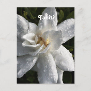 Carte Postale Tahitian Gardenia
