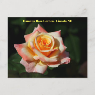 Carte postale Tahitian Sunset Lincoln, NE 2014 250