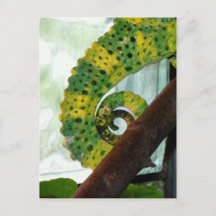 Carte Postale Tail de Chameleon