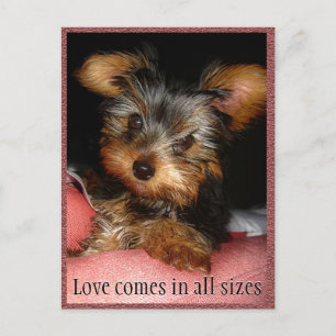 Carte Postale Taille de l'amour Yorkie