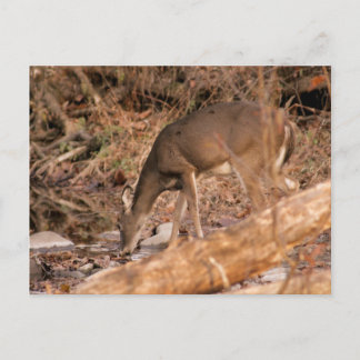 Carte Postale Tais-toi