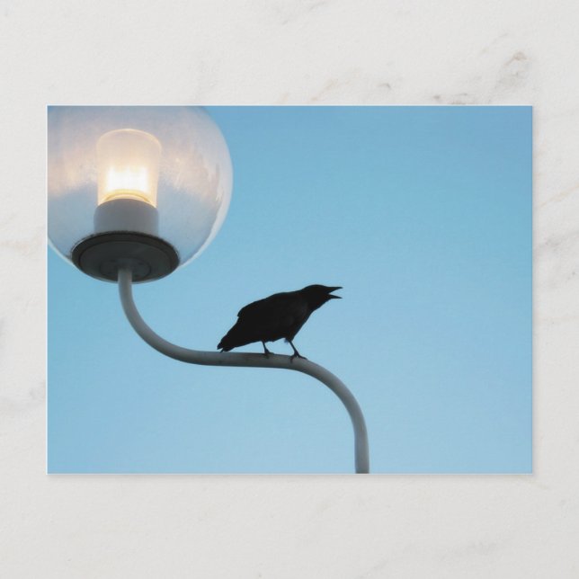 Carte postale Talking Crow (Devant)