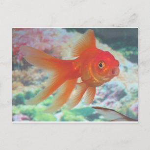 Carte Postale Talking Goldfish