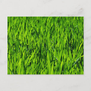 Carte Postale Tall Blades of Grass