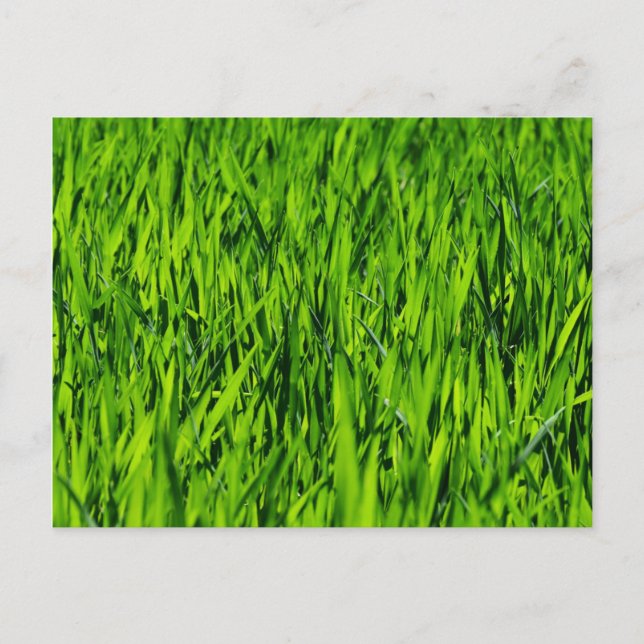 Carte Postale Tall Blades of Grass (Devant)