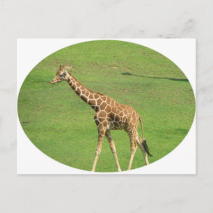 Carte postale Tall Giraffe