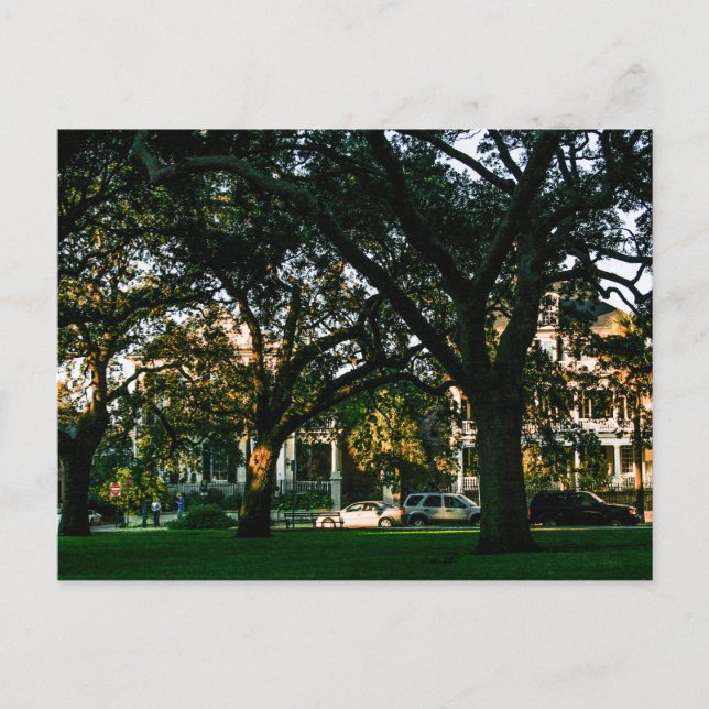 Carte Postale Tall Trees en Charleston, Caroline du Sud (Devant)
