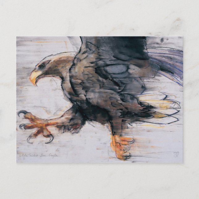 Carte Postale Talons - White tailed Sea Eagle 2001 (Devant)