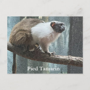 Carte postale Tamarin à pieds noirs