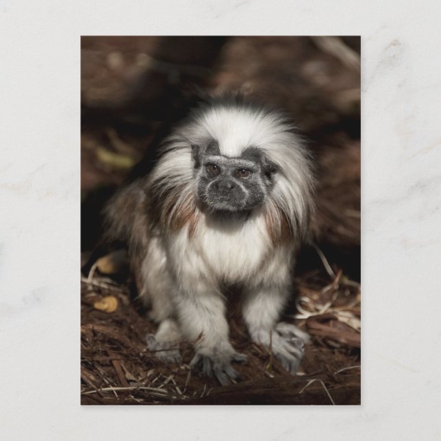 Carte Postale Tamarin au dessus du coton (Devant)