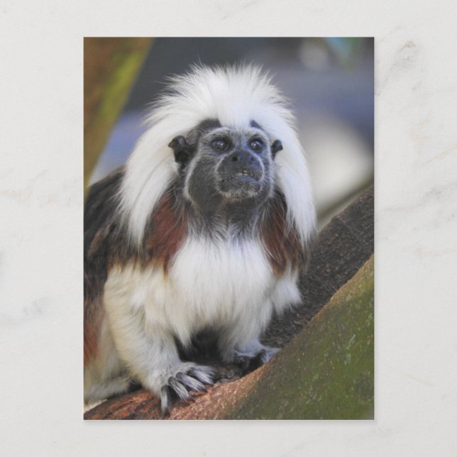 Carte Postale Tamarin de dessus de coton (Devant)