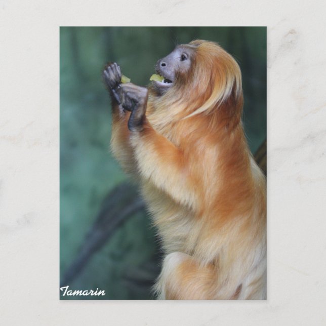Carte Postale Tamarin Monkey (Devant)