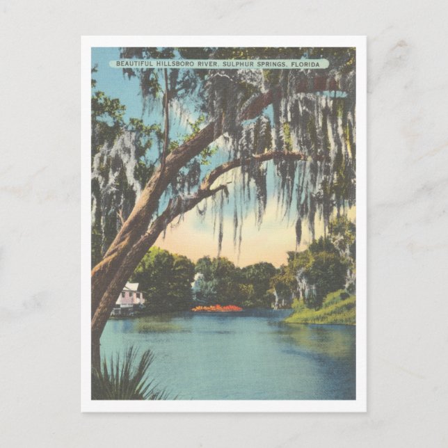 Carte Postale Tampa Florida Hillsborough River Sulphur Springs (Devant)