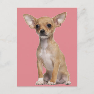 Carte Postale Tan and White Chihuahua