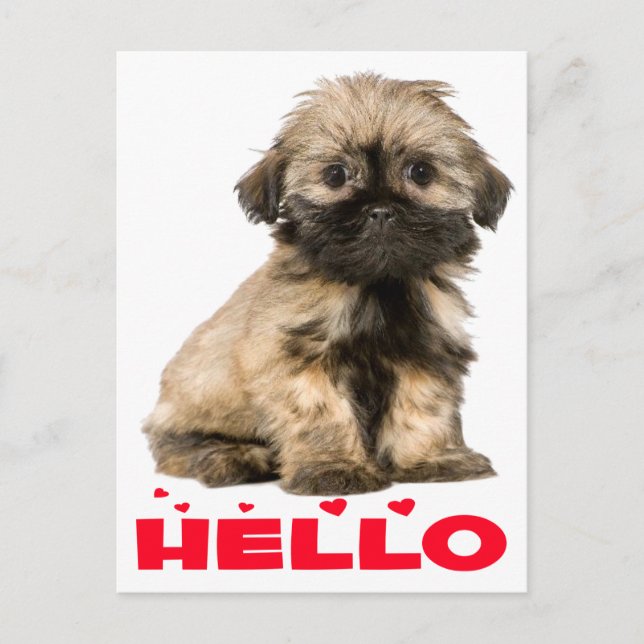Carte Postale Tan & Black Shih Tzu Chien Chien Chien Chien Chien (Devant)