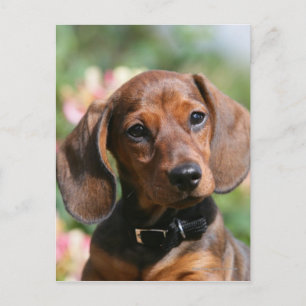 Carte Postale Tan Miniture Dachshund