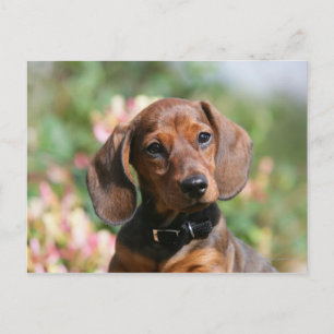 Carte Postale Tan Miniture Dachshund