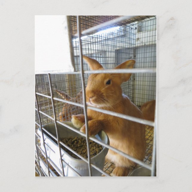 Carte Postale Tan Rabbit (Devant)