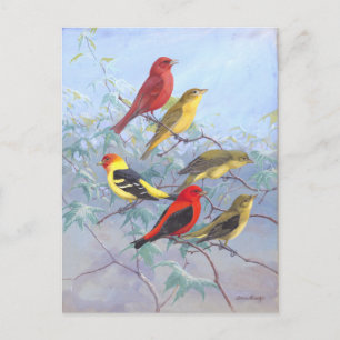 Carte Postale Tanager vintage