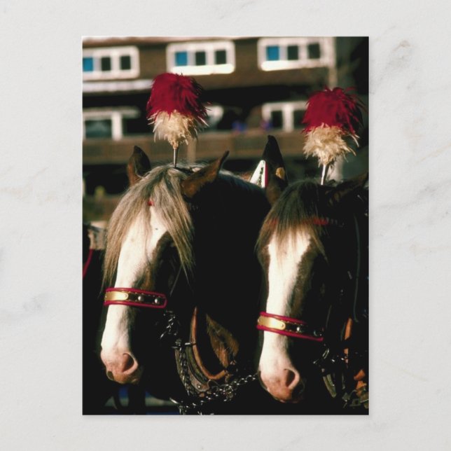 Carte Postale Tandem du Cheval (Devant)