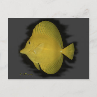Carte Postale Tang Jaune - Solitude