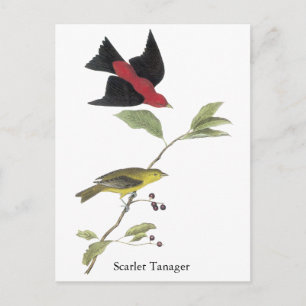 Carte Postale Tangara écarlate - John James Audubon