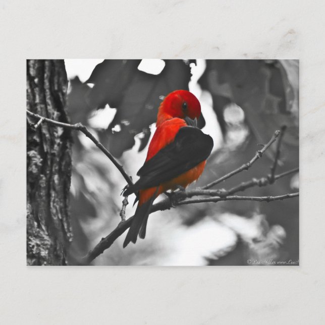 Carte Postale Tangara écarlate mâle (Devant)