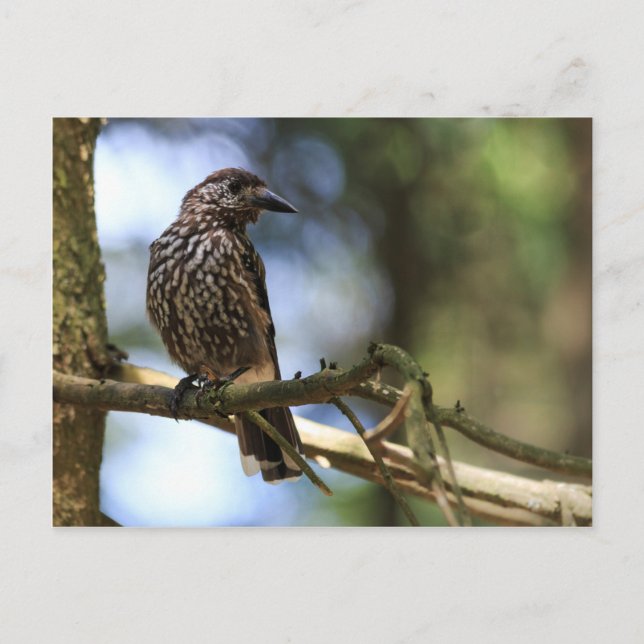 Carte Postale Tannenhäher (Devant)