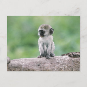 Carte Postale Tanzanie, cratère de Ngorogoro. Gros plan de la fa