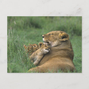 Carte Postale Tanzanie, cratère du Ngorongoro. Lionne africaine