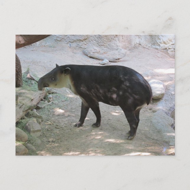 Carte postale Tapir (Devant)