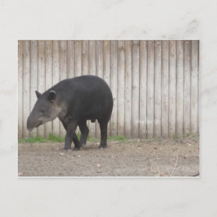 Carte Postale Tapir
