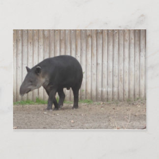 Carte Postale Tapir