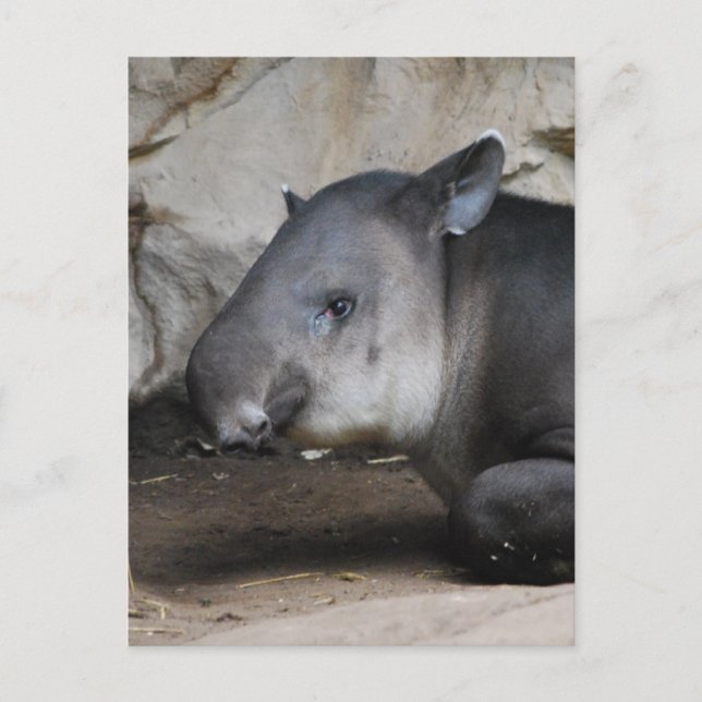 Carte postale Tapir (Devant)