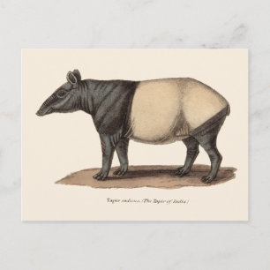 CARTE POSTALE TAPIR