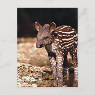 Carte Postale Tapir brésilien, jeune veau au bord de la rivière