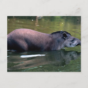 Carte Postale Tapir brésilien (Tapirus terrestre)