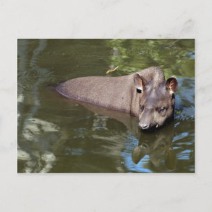Carte Postale Tapir brésilien (Tapirus terrestre)