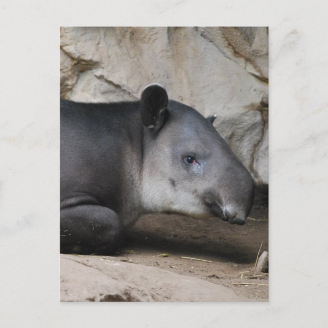 Carte postale Tapir de Baird (Devant)