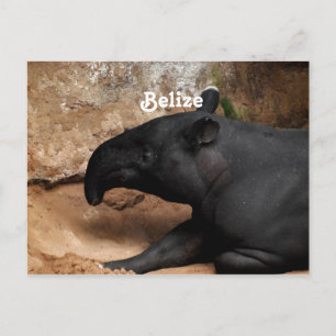Carte Postale Tapir de Belize Baird
