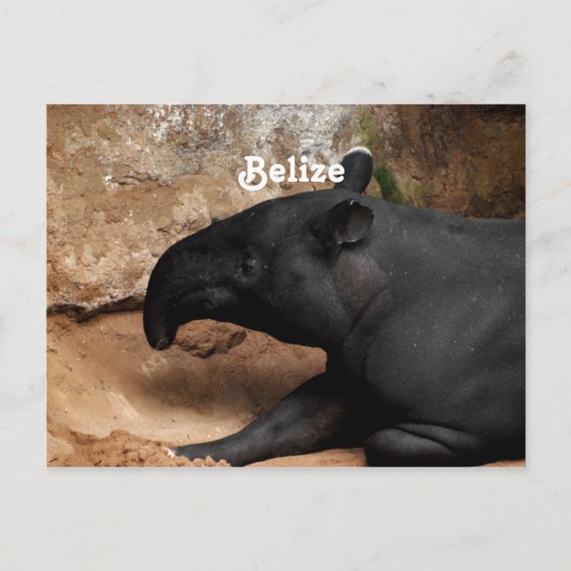 Carte Postale Tapir de Belize Baird (Devant)