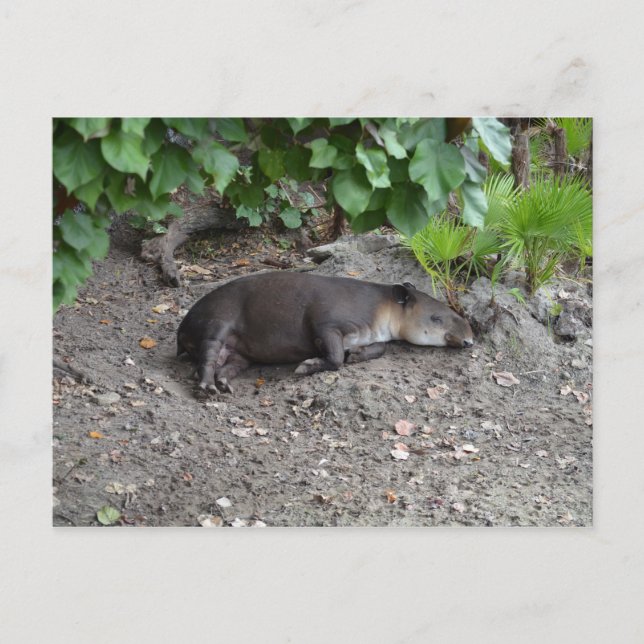 Carte Postale tapir dormant sur le sable (Devant)