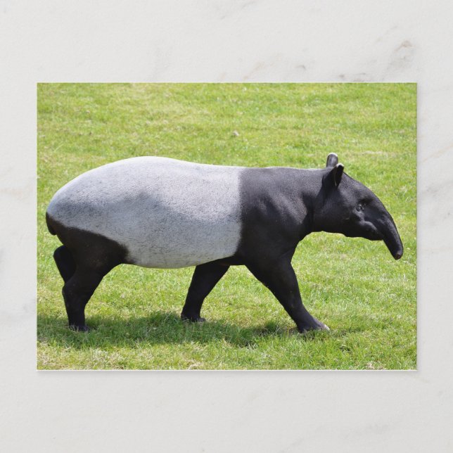 Carte Postale Tapir malais marchant sur l'herbe (Devant)