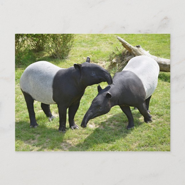 Carte Postale Tapirs malais sur l'herbe (Devant)