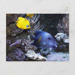 Carte postale Tapis