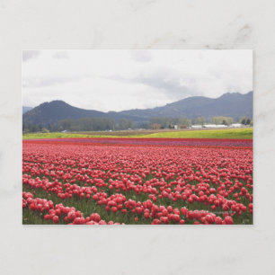 Carte Postale Tapis de champs de tulipes gais Skagit Valley à