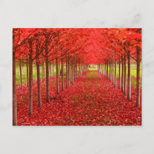 Carte Postale Tapis rouge et ciel