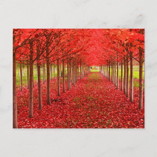 Carte Postale Tapis rouge et ciel (Devant)